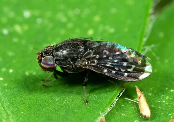 Yeşil Yaprak üzerinde Küçük Siyah sinek Makro Fotoğraf — Stok fotoğraf
