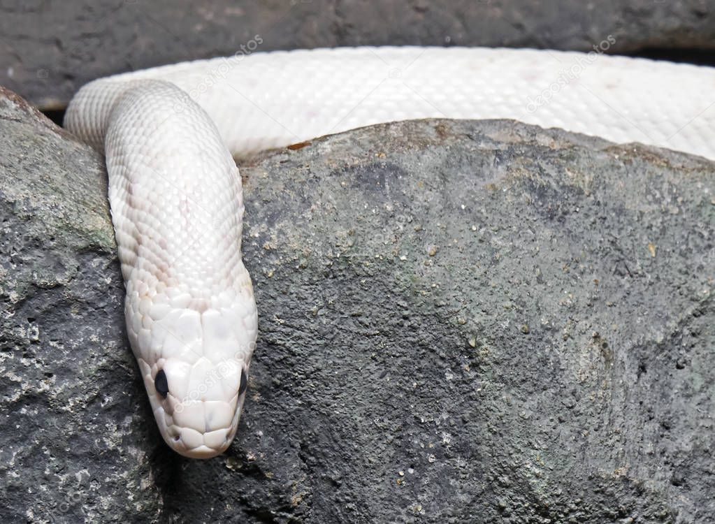 Albino Black Rat Snake Coiled in The Cave