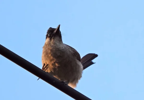 Cerca de Sooty-Headed Bulbul Bird encaramado en un cable de aislamiento de alambre — Foto de Stock