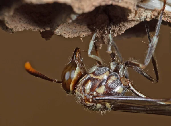 Макро фото Paper Wasp строит гнездо на нейлоновой веревке — стоковое фото