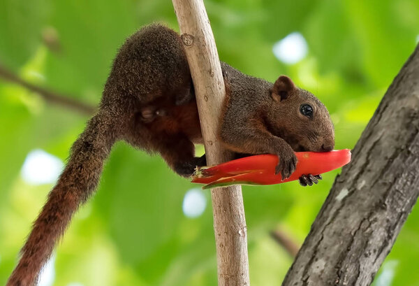 Squirrel Eating Red Flower Bud on a Tree Branch