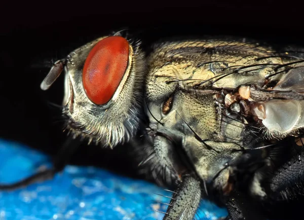 Macro foto de Housefly isolado em fundo preto — Fotografia de Stock