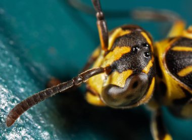 Mavi Yeşil Metal Mate Üzerinde Wasp Baş ve Anten Makro Fotoğraf