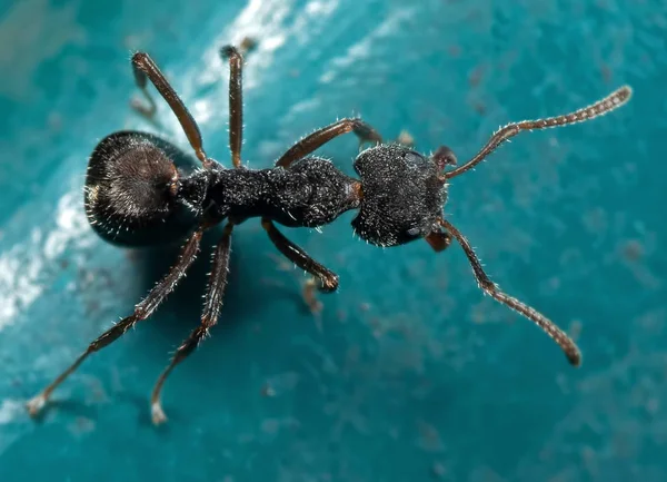 Macro Photo of Black Garden Ant on The Floor — Stock Photo, Image