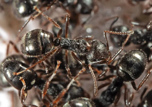 Siyah Bahçe Karıncalar Grubu Makro Fotoğraf gıda arıyor — Stok fotoğraf