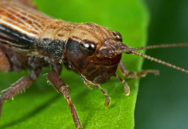 녹색 잎에 갈색 메뚜기의 매크로 사진 — 스톡 사진