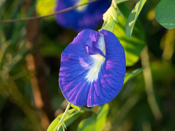 Nahaufnahme blauer Schmetterling Erbse isoliert auf Naturhintergrund, selec — Stockfoto