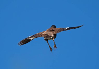 Mavi Gökyüzünde İzole Edilen Havada Uçan Mynah Kuş'u Kapatın