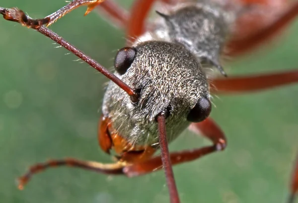 Macro foto do rosto de formiga na folha verde — Fotografia de Stock