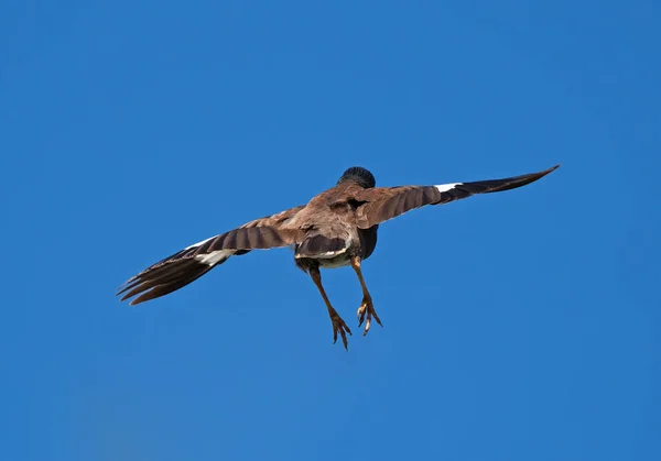 Κοντινό Μαινά πουλί που πετάει στον αέρα απομονωμένος στον γαλάζιο ουρανό — Φωτογραφία Αρχείου