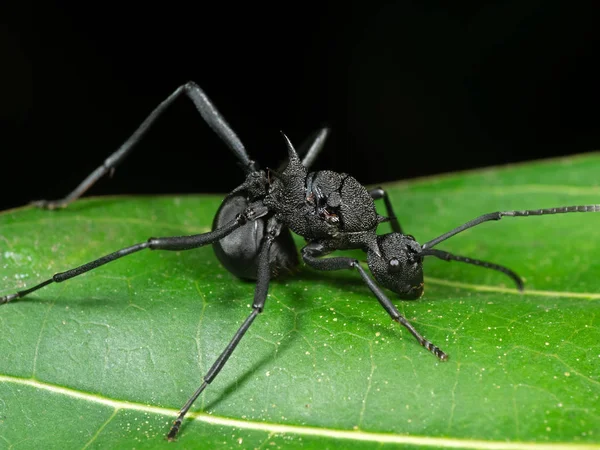 Yeşil Yaprak üzerinde Siyah Karınca Makro Fotoğraf — Stok fotoğraf
