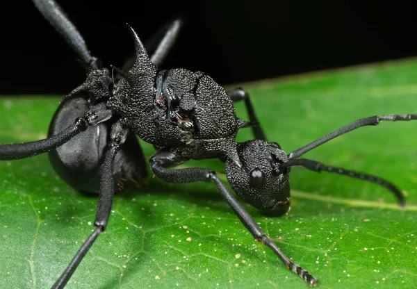 Makro fotografie černé mravenčí na zeleném listu — Stock fotografie