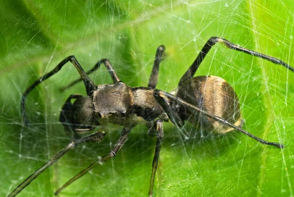 Makró fotó a hangya utánozza jumping Spider a weben zöld Leaf — Stock Fotó