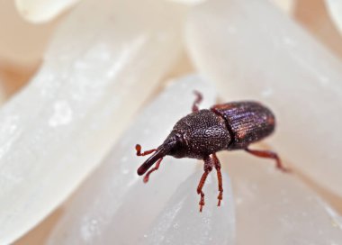 Pirinç buğday bitinin Macro Fotoğrafı veya Çiğ Pirinç üzerine Sitophilus oryzae