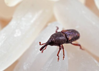 Macro Photo of Rice Weevil or Sitophilus oryzae on Raw Rice clipart