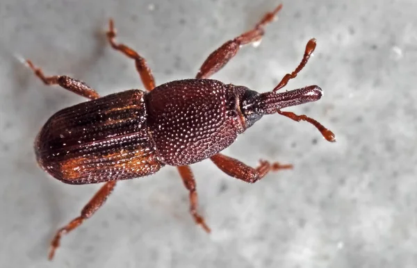 Macro Foto de Arroz Weevil o Sitophilus oryzae en el suelo —  Fotos de Stock