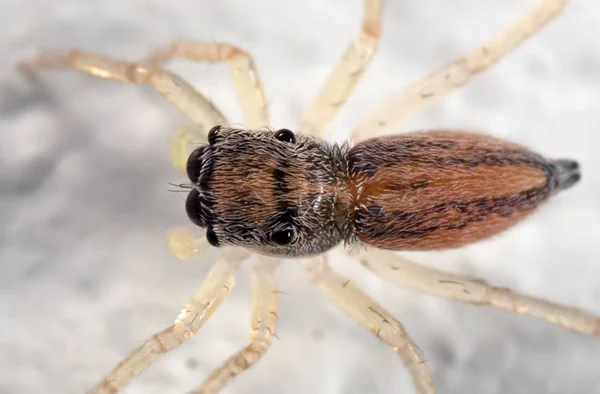 Macro Photo d'araignée sauteuse minuscule isolée sur un mur blanc — Photo