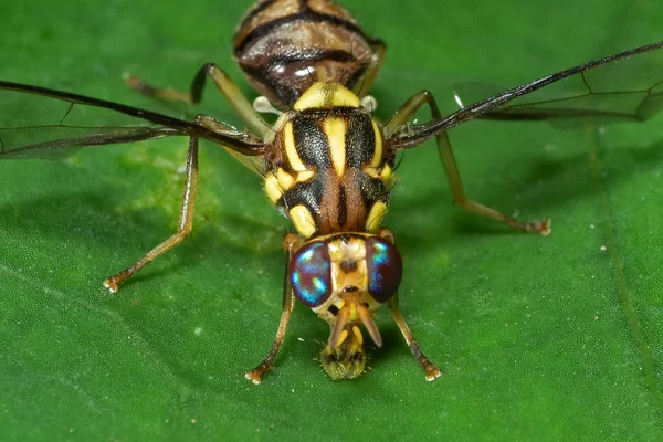 Macro Foto de Avispa Mimic Fly on Green Leaf —  Fotos de Stock