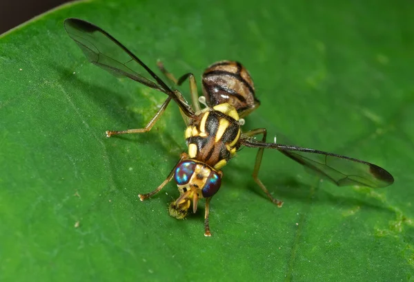 Yeşil Yaprak üzerinde Wasp Mimic Fly Makro Fotoğraf — Stok fotoğraf