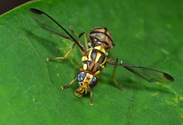 Macro Foto de Avispa Mimic Fly on Green Leaf —  Fotos de Stock