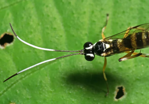 G Üzerinde Siyah Beyaz Antenli Ichneumon Wasp Makro Fotoğrafı — Stok fotoğraf