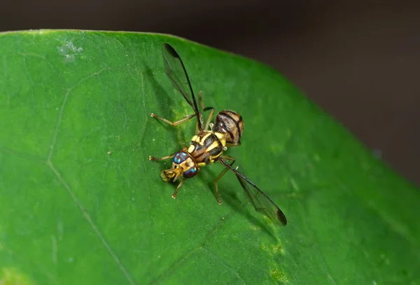Makrofoto der Wespe mimt Fliege auf grünem Blatt — Stockfoto