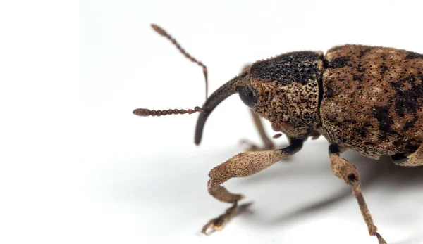 Makró fotó nagy fenyő weevil izolált fehér háttér — Stock Fotó