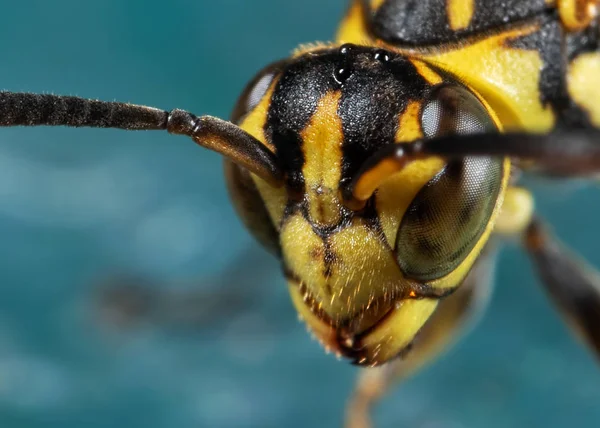 Makro fotografie hlavy WASP na tyrkysové podlaze — Stock fotografie