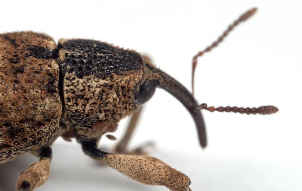 Macro foto van grote dennen weevil geïsoleerd op witte achtergrond — Stockfoto