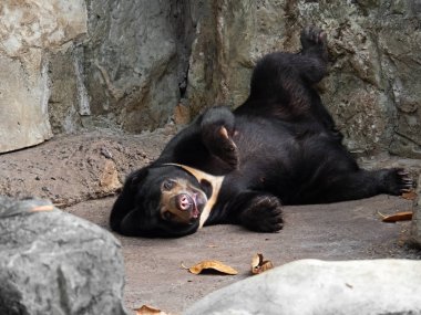 Sıkıcı Yüz ile Malaya Sun Bear Komik Moment Th Aşağı Yatmak