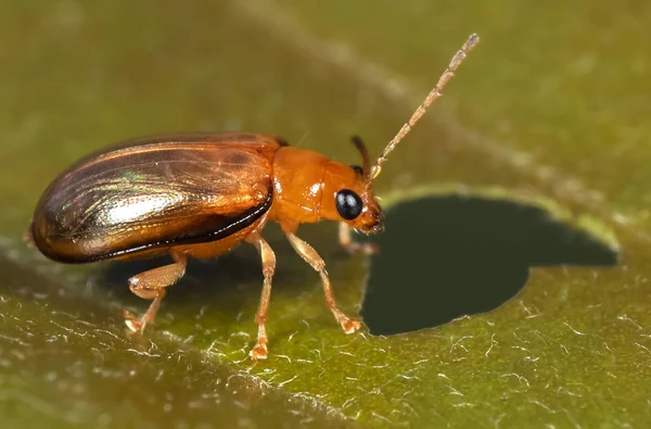 Makro zdjęcie małego chrząszcz na liść — Zdjęcie stockowe