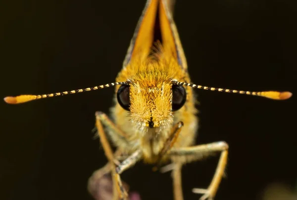 Makrofoto eines gelben Schmetterlings auf einem Zweig der Pflanze — Stockfoto