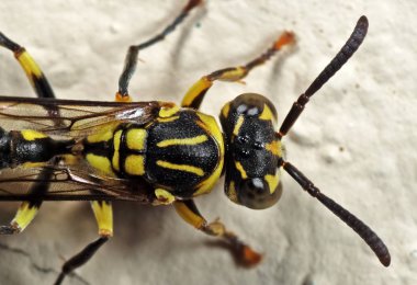 Duvarda Bebek Wasp Makro Fotoğraf