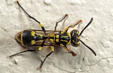 Duvarda Bebek Wasp Makro Fotoğraf