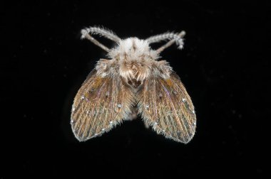 Siyah Cam üzerinde Drenaj Fly Makro Fotoğraf