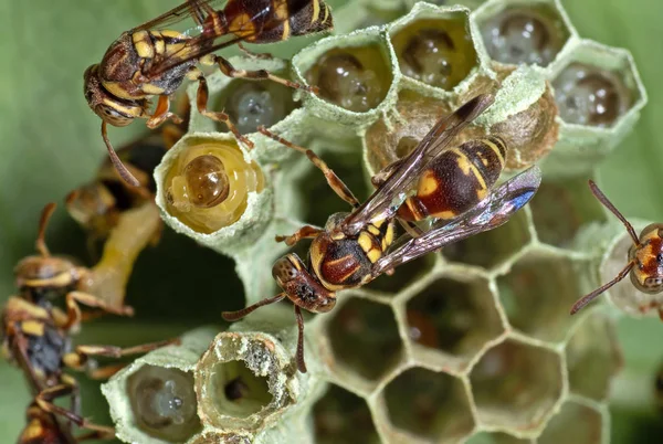 Macro foto de vespas no ninho com larvas e ovos na parte de trás do — Fotografia de Stock