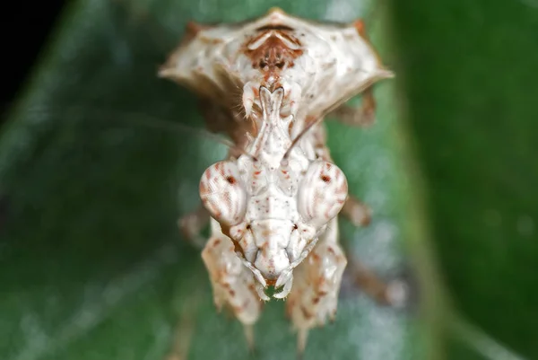 Macro Foto de la cabeza de la Mantis blanca orando sobre la hoja verde — Foto de Stock