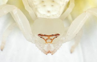 Plumeria Çiçek Beyaz Yengeç Örümcek Kamuflaj Makro Fotoğraf