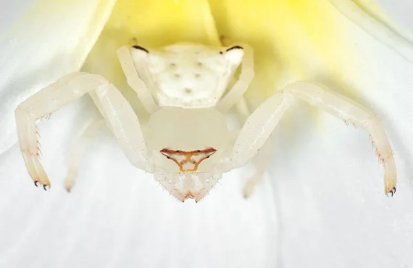 Makro fotografie bílého kraba pavouka z květů Plumeria — Stock fotografie