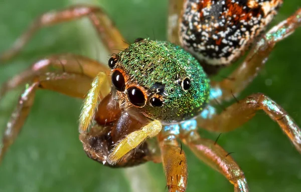 Makró fotó színes jumping Spider a Green Leaf — Stock Fotó