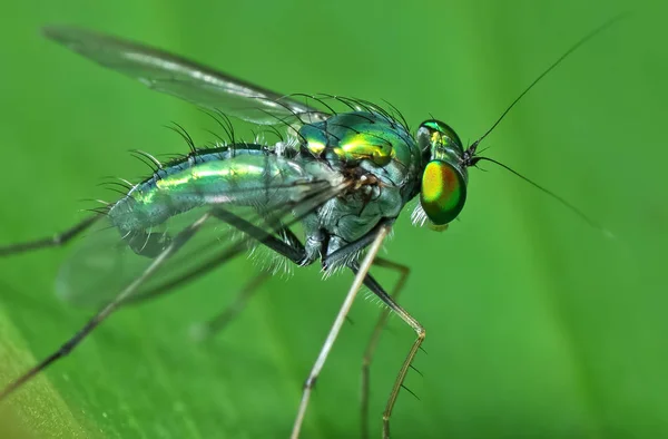 Macro foto do ladrão voar na folha verde — Fotografia de Stock