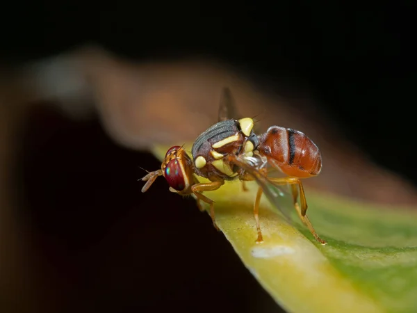 Макро-фото мухи-осы на листе — стоковое фото