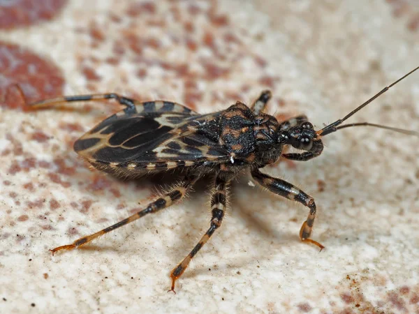 Macro Photo of Assassin Bug on The Floor — Stock Photo, Image