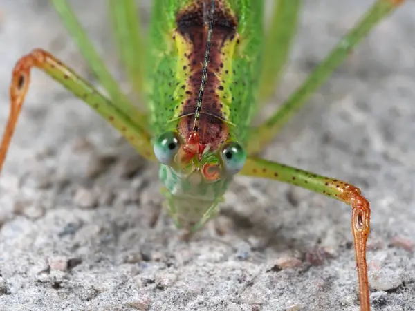 Makro foto av grön gräshoppa på golvet, selektiv fokus — Stockfoto
