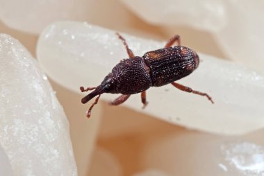 Pirinç buğday bitinin Macro Fotoğrafı veya Çiğ Pirinç üzerine Sitophilus oryzae