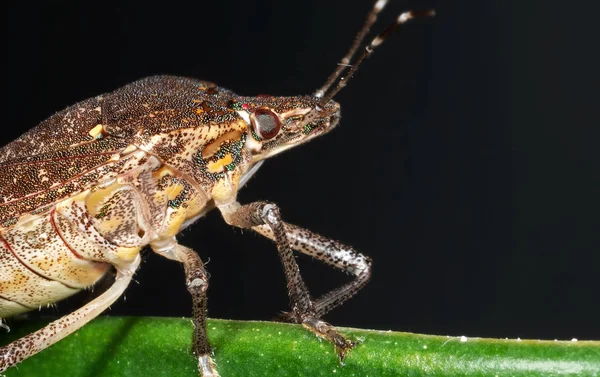 Macro foto van Shield bug aan de rand van het blad — Stockfoto