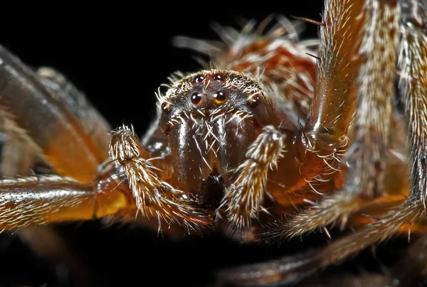 Макрофото головы паука в паутине изолированы на черном B — стоковое фото