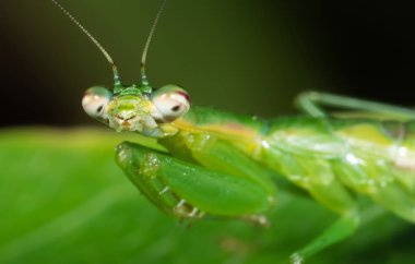 Yeşil Yaprak, Selectiv üzerinde PeygamberdesI Kamuflaj Makro Fotoğraf