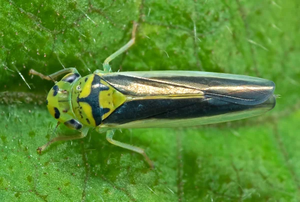 Macro Foto do Leafhopper na Folha Verde — Fotografia de Stock