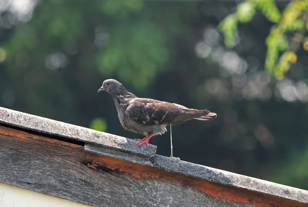 Bliska Rock Pigeon są pooping na dachu izolowane na Backgro — Zdjęcie stockowe